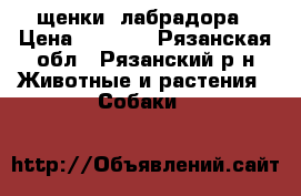 щенки  лабрадора › Цена ­ 7 000 - Рязанская обл., Рязанский р-н Животные и растения » Собаки   